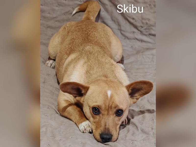 Skibu unser kleiner Gute-Laune-Typ