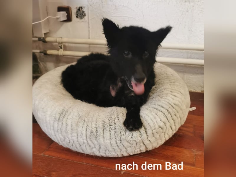 Unheilbar alt und voller Lebensfreude…….. kleine Dea träumt von einem kuscheligen Platz