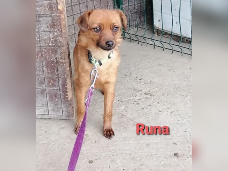 Einzigartige Augen - aber kein Zuhause noch in Kroatien