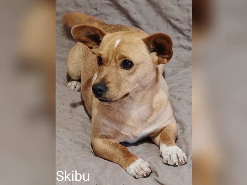 Skibu unser kleiner Gute-Laune-Typ