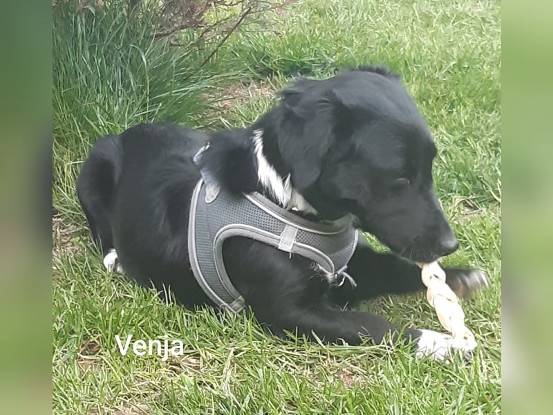 Venja – kl. Mädel mit faszinierender Entwicklung……..