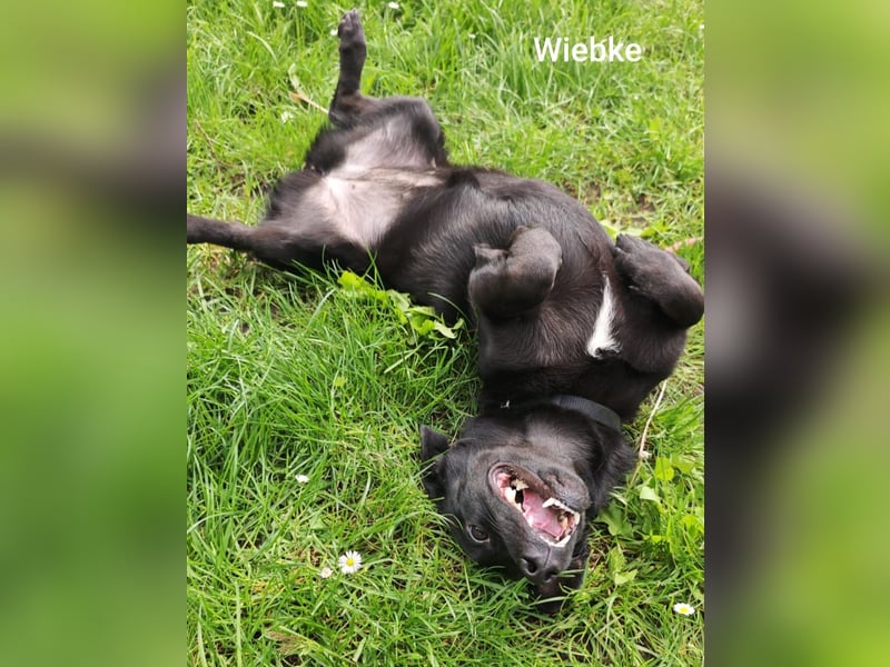 Wiebke, unser lächelndes Dackel-Mix Mädel...