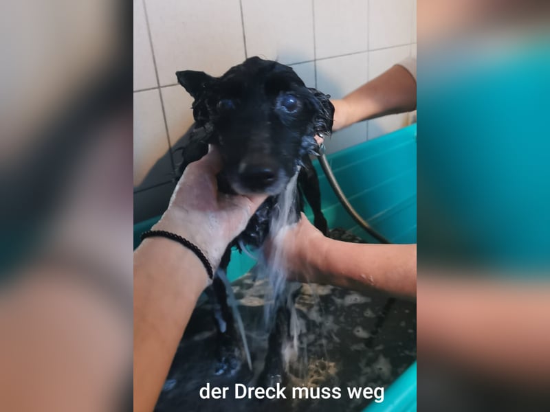 Unheilbar alt und voller Lebensfreude…….. kleine Dea träumt von einem kuscheligen Platz