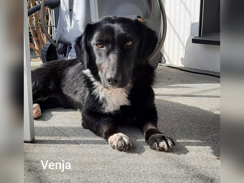Venja – kl. Mädel mit faszinierender Entwicklung……..