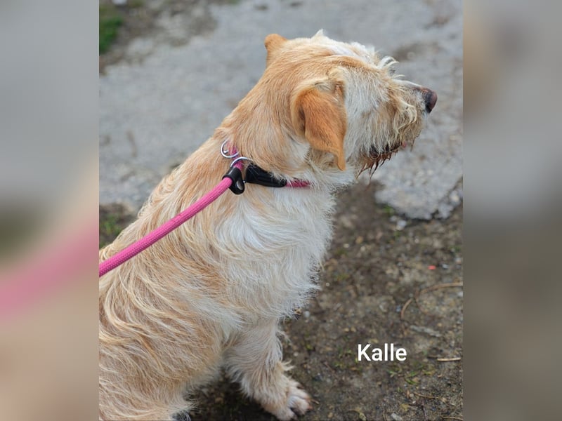 Kleiner König Kalle Wirsch