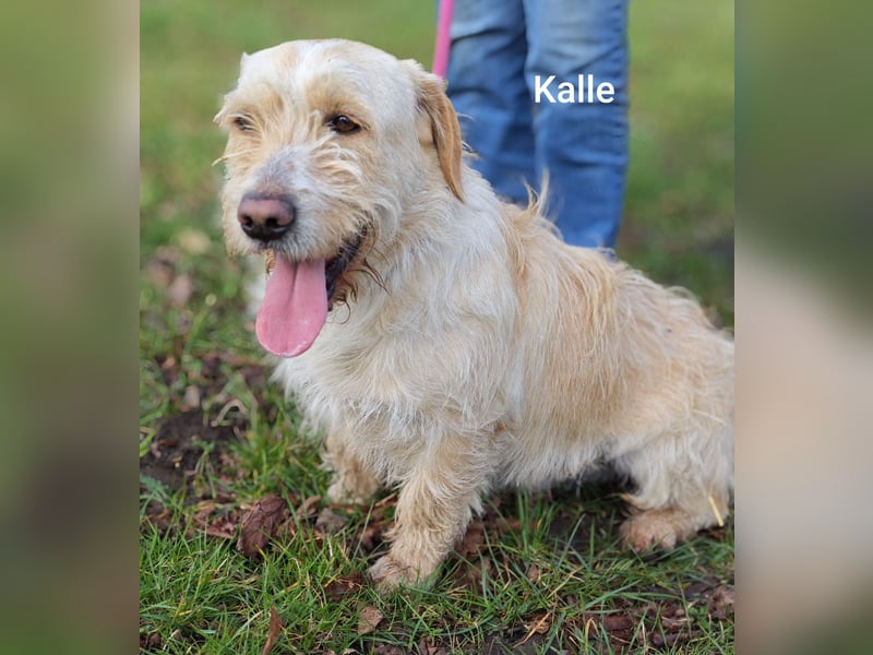 Kleiner König Kalle Wirsch