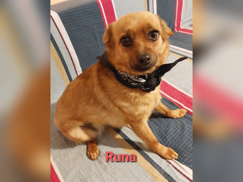 Einzigartige Augen - aber kein Zuhause noch in Kroatien