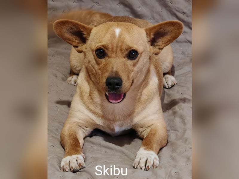 Skibu unser kleiner Gute-Laune-Typ