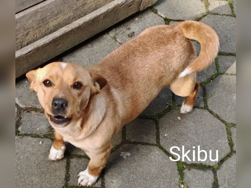 Skibu unser kleiner Gute-Laune-Typ