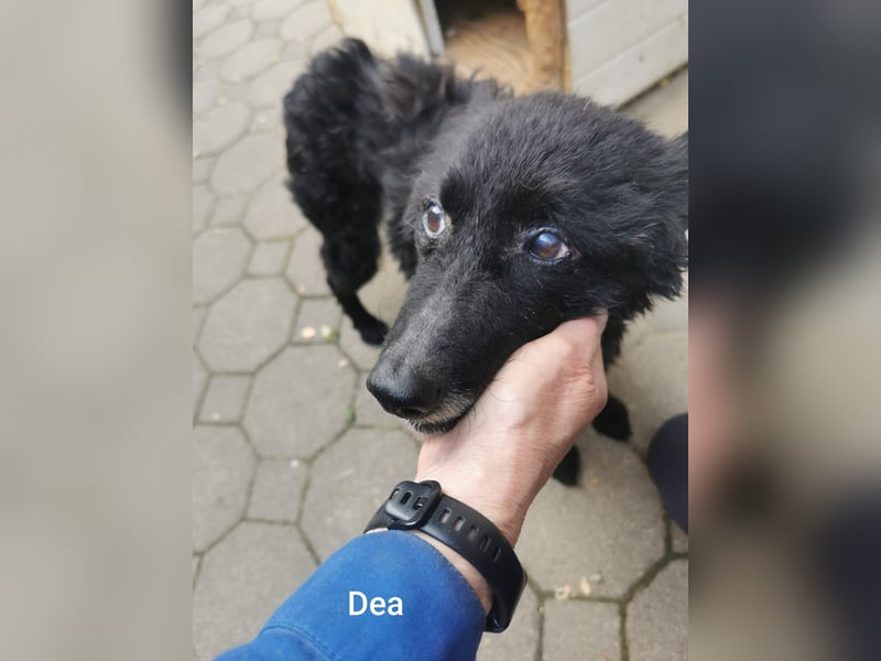 Unheilbar alt und voller Lebensfreude…….. kleine Dea träumt von einem kuscheligen Platz