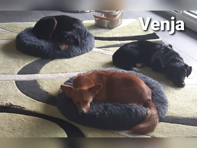 Venja – kl. Mädel mit faszinierender Entwicklung……..