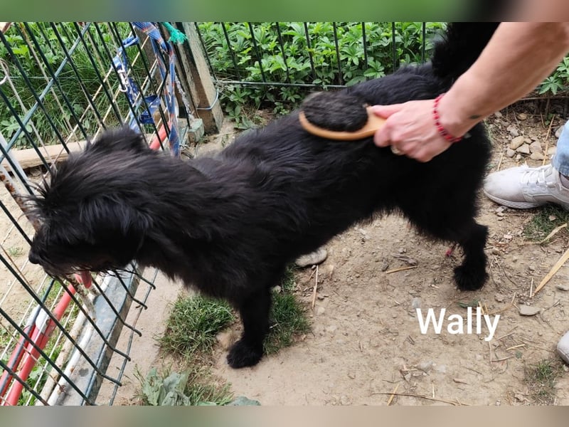 Wally, ein zauberhaftes Strubbel-Mädel…………….