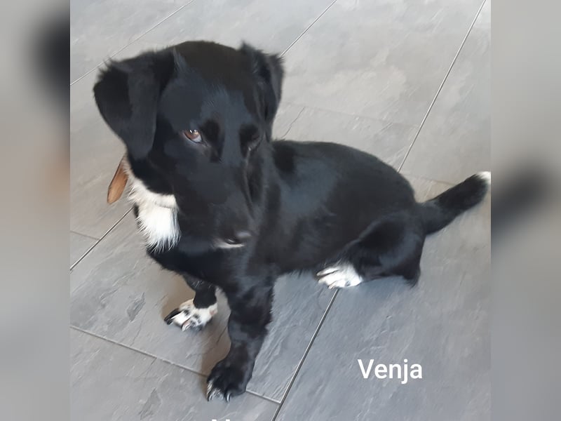 Venja – kl. Mädel mit faszinierender Entwicklung……..
