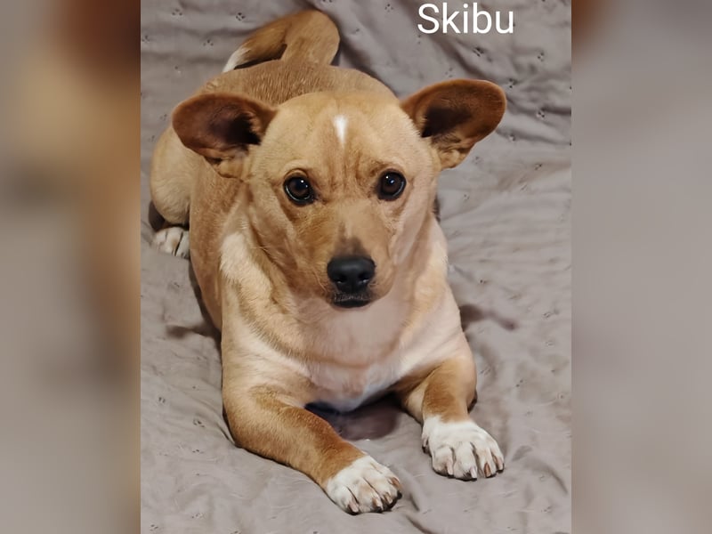 Skibu unser kleiner Gute-Laune-Typ