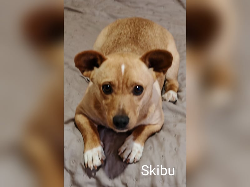 Skibu unser kleiner Gute-Laune-Typ