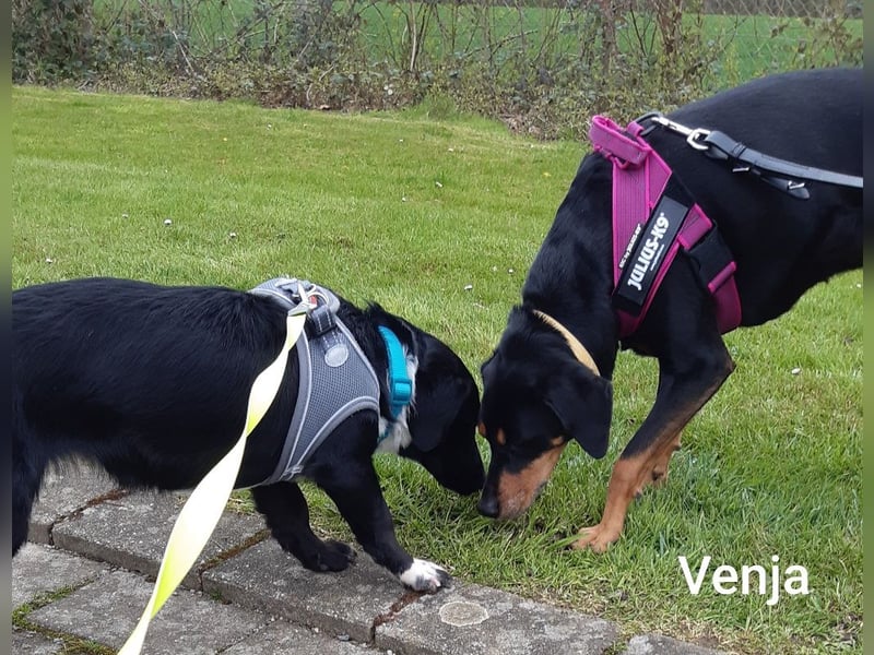 Venja braucht empathische Menschen, keine Hektiker
