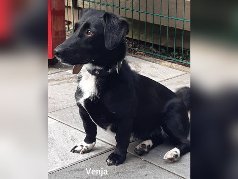 Venja – kl. Mädel mit faszinierender Entwicklung……..