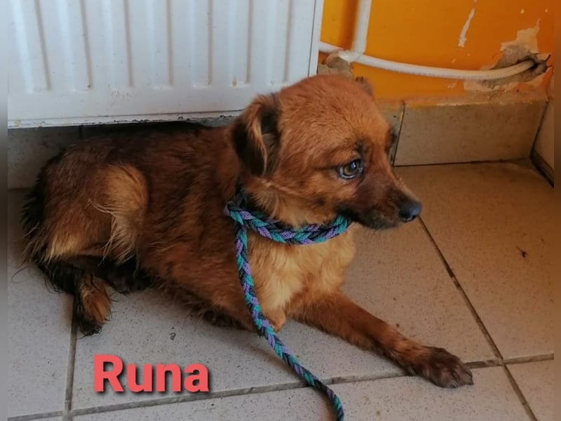 Einzigartige Augen - aber kein Zuhause noch in Kroatien