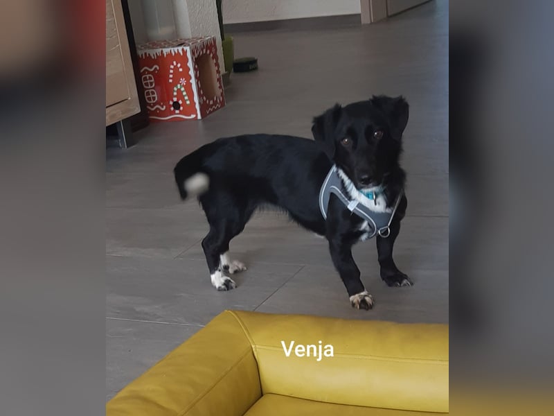 Venja braucht empathische Menschen, keine Hektiker