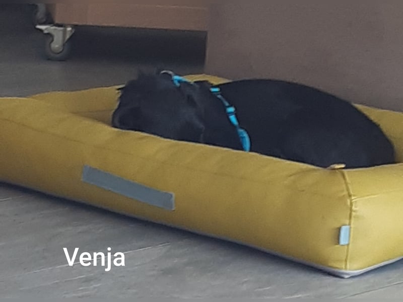 Venja – kl. Mädel mit faszinierender Entwicklung……..