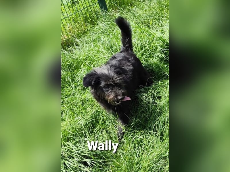 Wally, ein zauberhaftes Strubbel-Mädel…………….