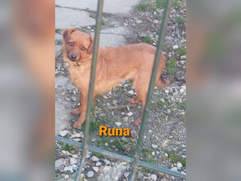 Einzigartige Augen - aber kein Zuhause noch in Kroatien