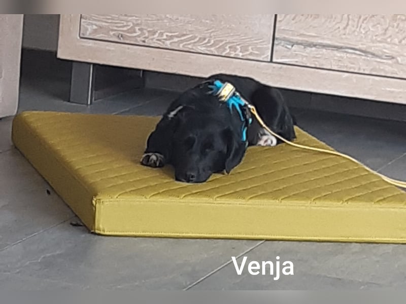 Venja – kl. Mädel mit faszinierender Entwicklung……..