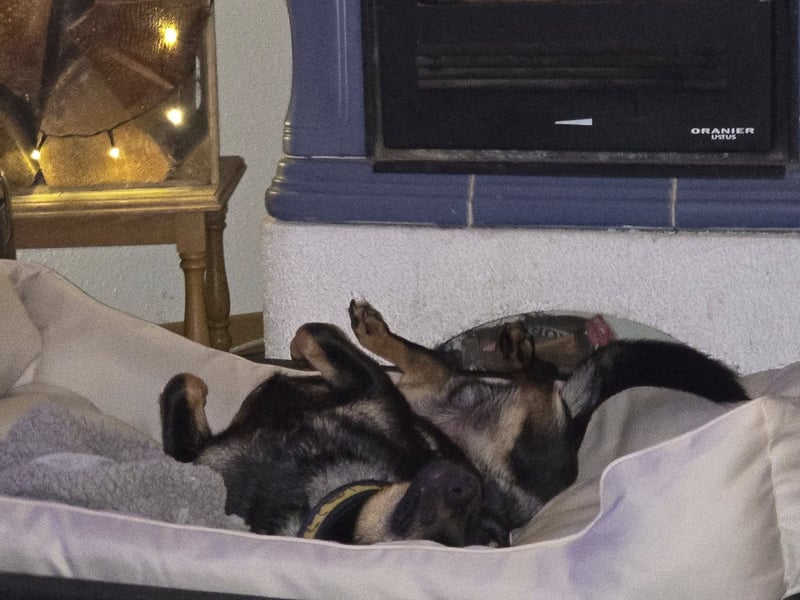 Olek rennt - und chillt und lässt sich gerne kraulen