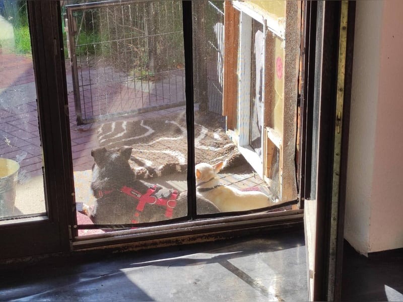 Olek rennt - und chillt und lässt sich gerne kraulen