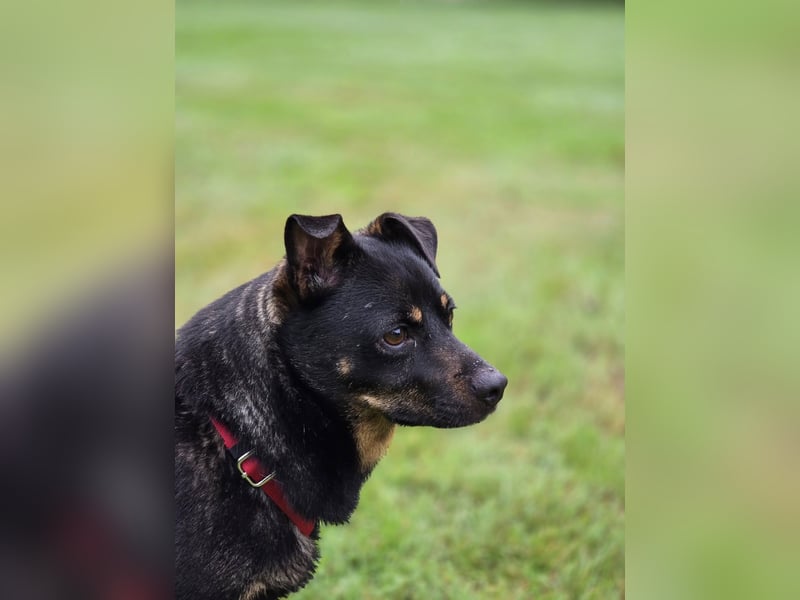 Olek rennt - und chillt und lässt sich gerne kraulen