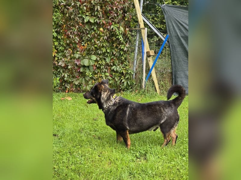 Olek rennt - und chillt und lässt sich gerne kraulen