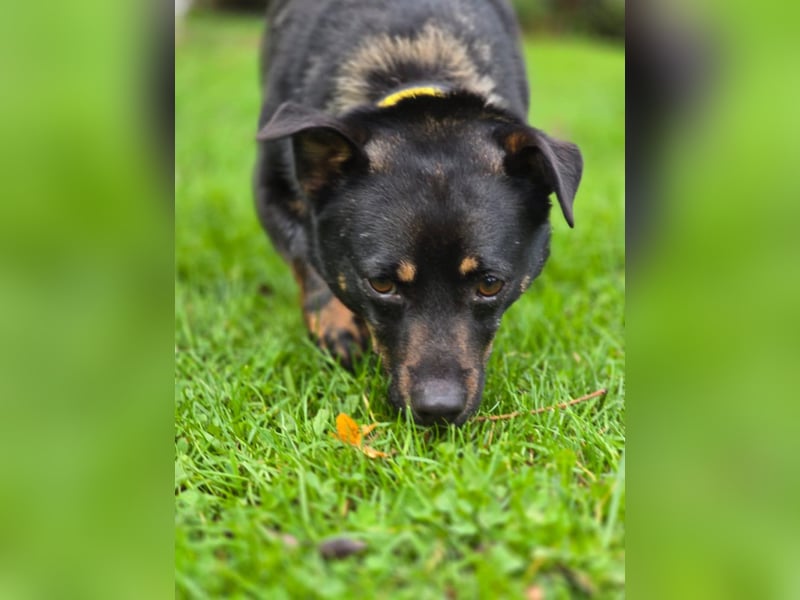 Olek rennt - und chillt und lässt sich gerne kraulen