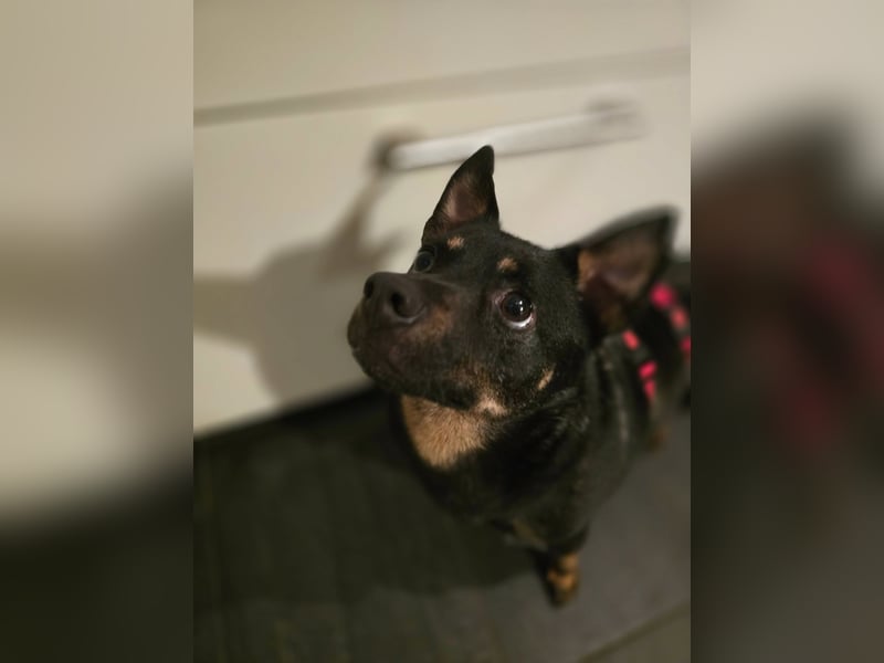 Olek rennt - und chillt und lässt sich gerne kraulen