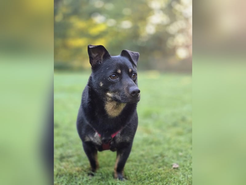 Olek rennt - und chillt und lässt sich gerne kraulen