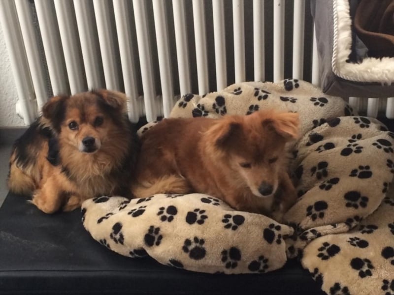 Lia und Loy suchen ihr Kuschelplatz