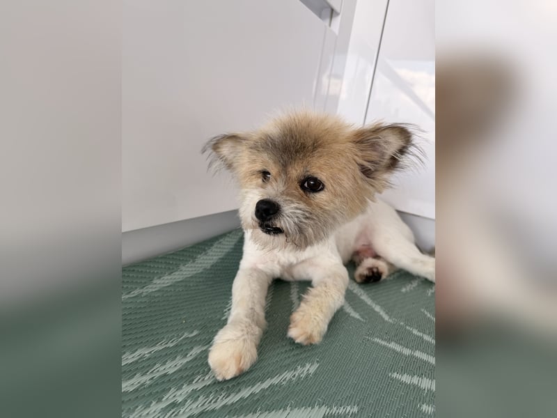 Gizmo sucht sein Zuhause!