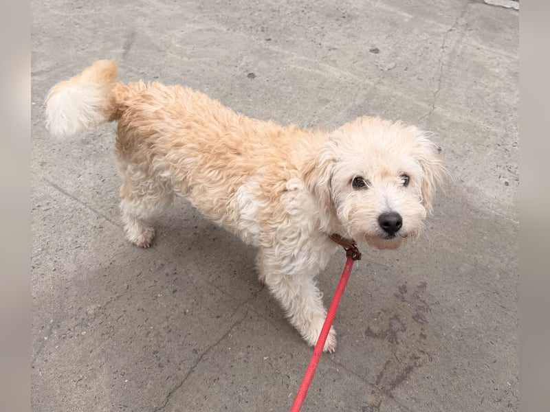 Ben sucht sein Zuhause!