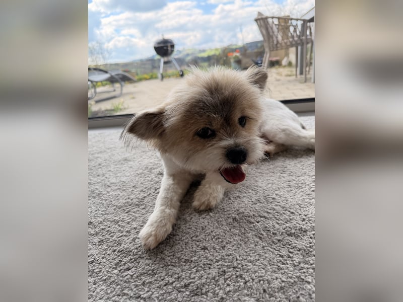 Gizmo sucht sein Zuhause!