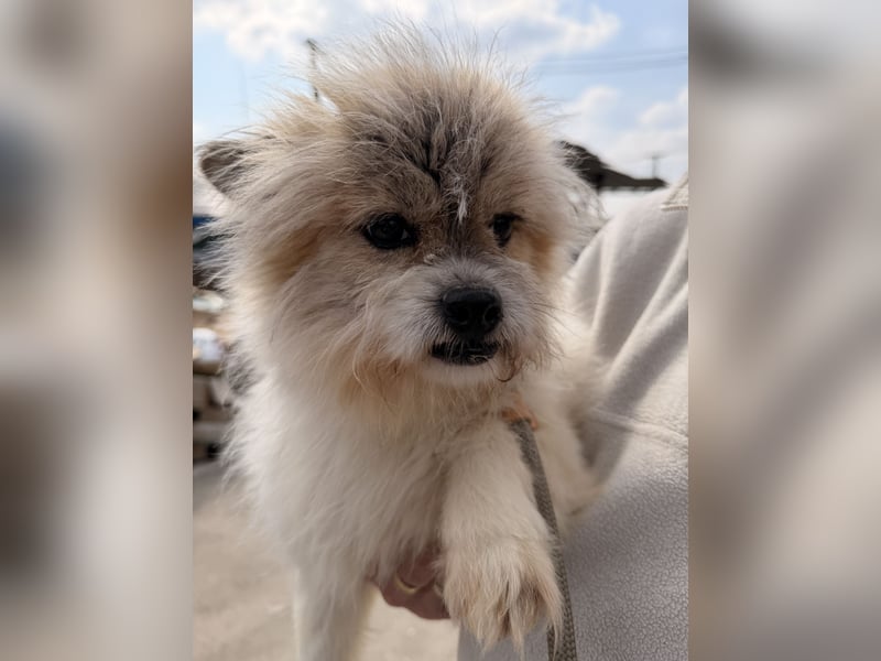 Gizmo sucht sein Zuhause!