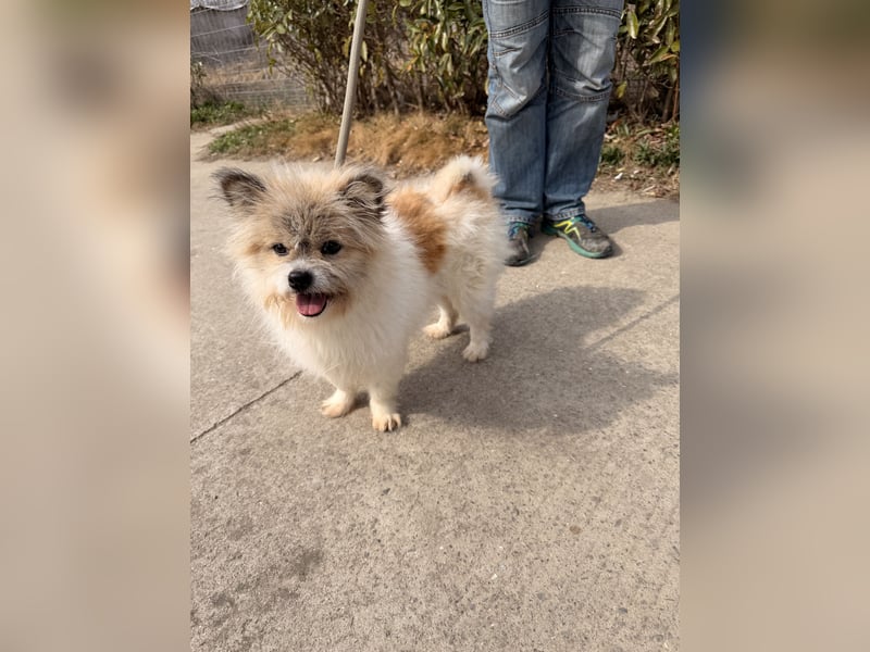 Gizmo sucht sein Zuhause!