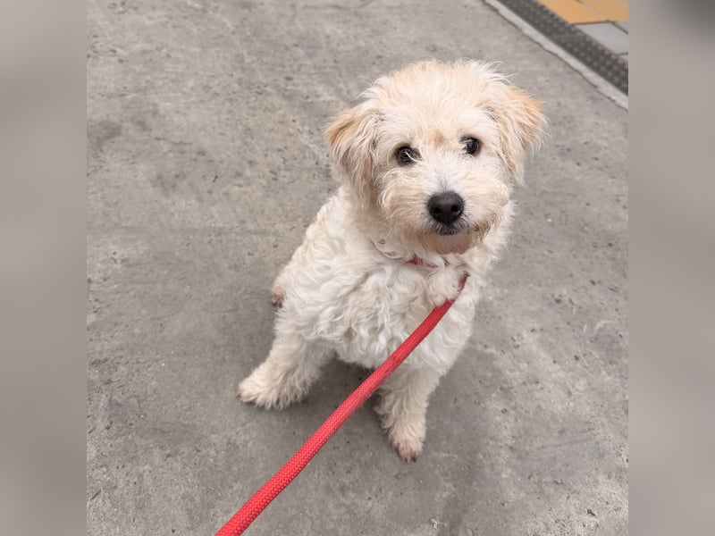 Ben sucht sein Zuhause!