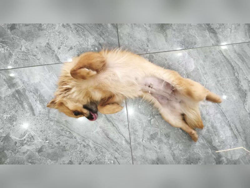 Bella sucht ihr Zuhause!