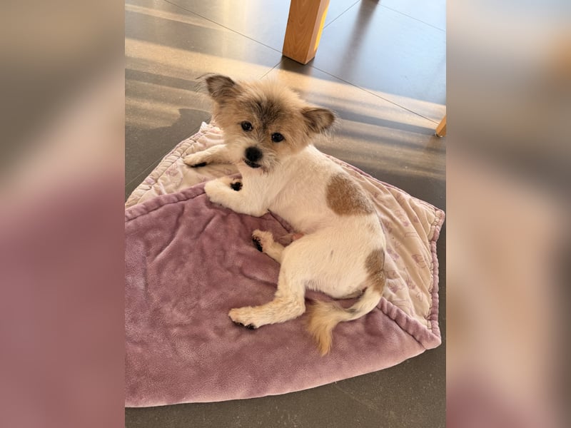 Gizmo sucht sein Zuhause!