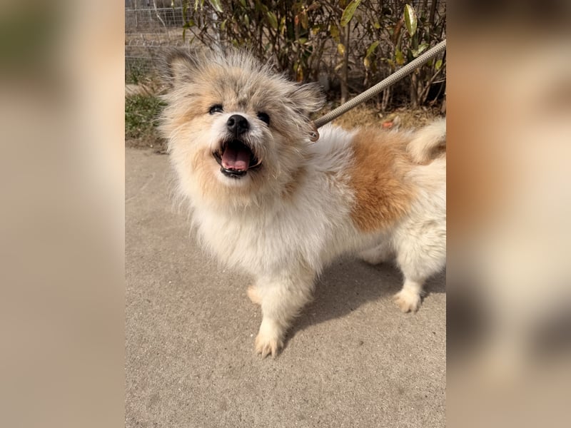 Gizmo sucht sein Zuhause!