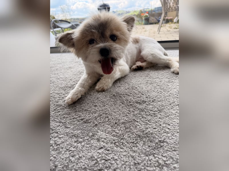 Gizmo sucht sein Zuhause!