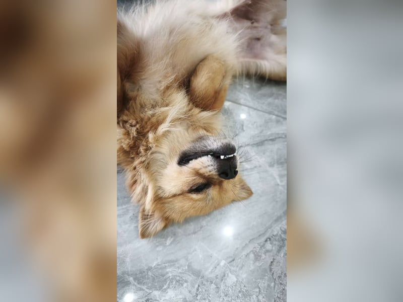 Bella sucht ihr Zuhause!