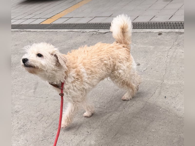 Ben sucht sein Zuhause!