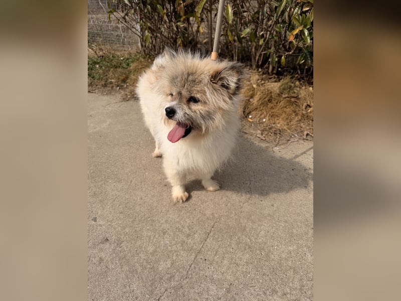 Gizmo sucht sein Zuhause!