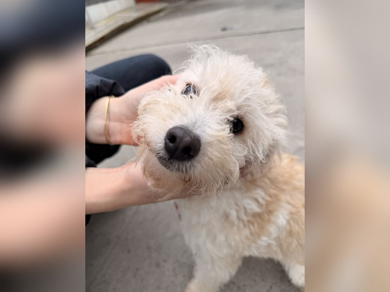 Ben sucht sein Zuhause!