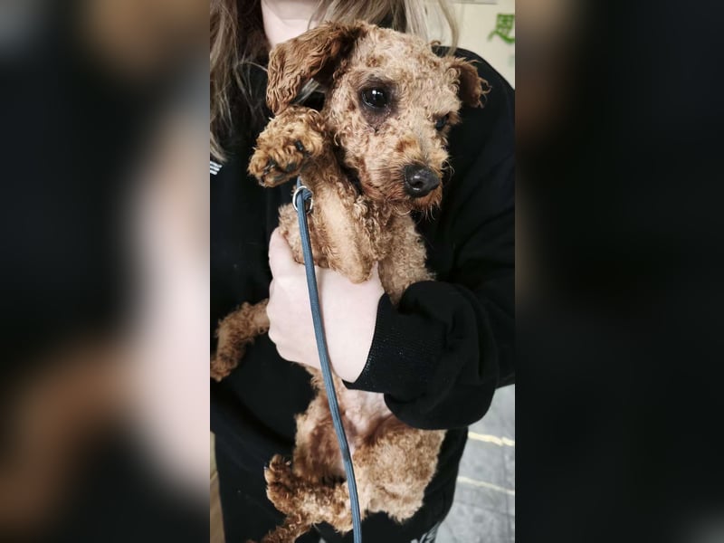 Jumbo sucht sein Zuhause